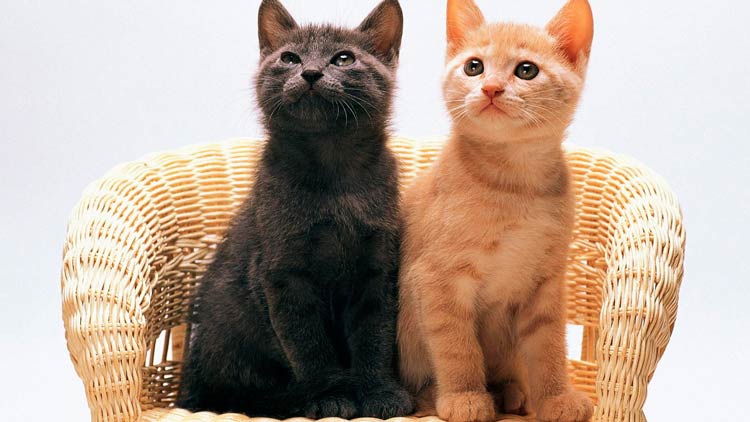 ¿Dos gatos pueden usar la misma bandeja sanitaria?