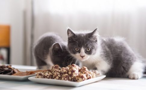 ¿Por qué los gatos no pueden comer chocolate?