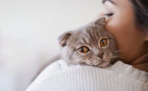 Ceguera en gatos: 5 alerta | Mundo Gato