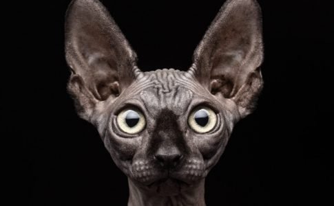 Tratamiento de las enfermedades de la piel en gatos
