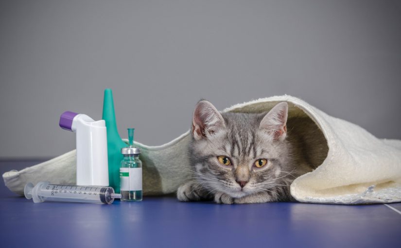 Cuál es la esperanza de de gato diabético? | Mundo Gato