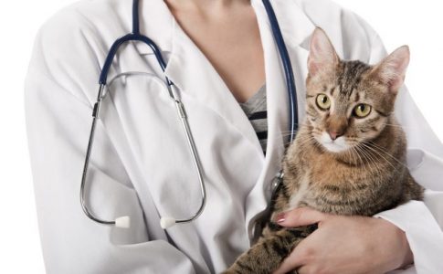 Precio de la prueba de toxoplasmosis en gatos