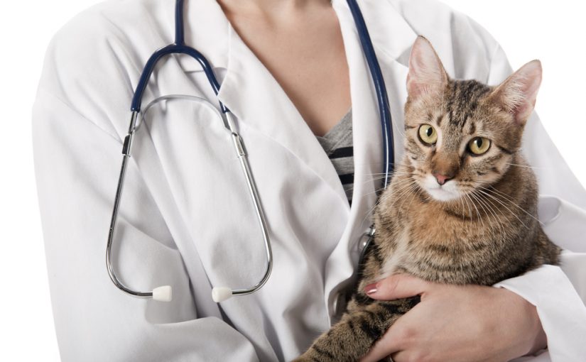 Precio de la prueba de toxoplasmosis en gatos