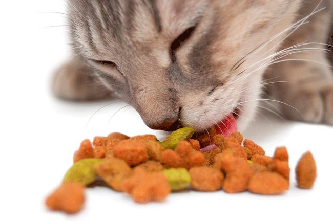 Alimentación con fibra para gatos