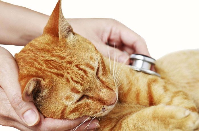 Monarca Acusador Cap Cómo saber si mi gato tiene fiebre? | Mundo Gato