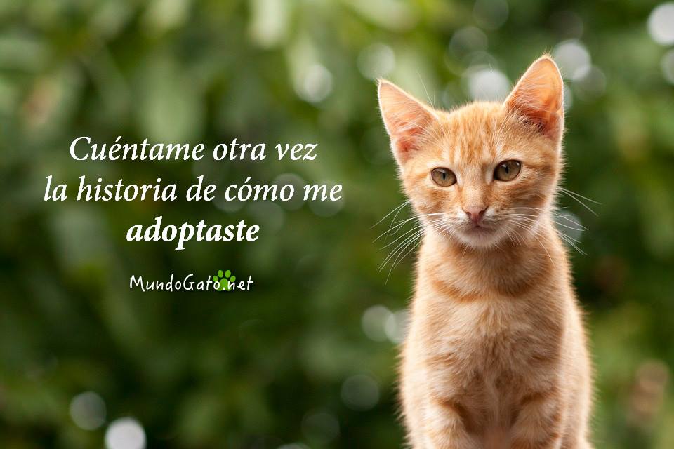 frases-para-gatos-adoptados | Mundo Gato