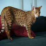 Gato gigante Ashera