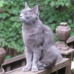 Temperamento del gato azul ruso
