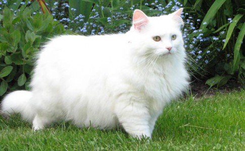 Gato Bosque de Noruega de color blanco