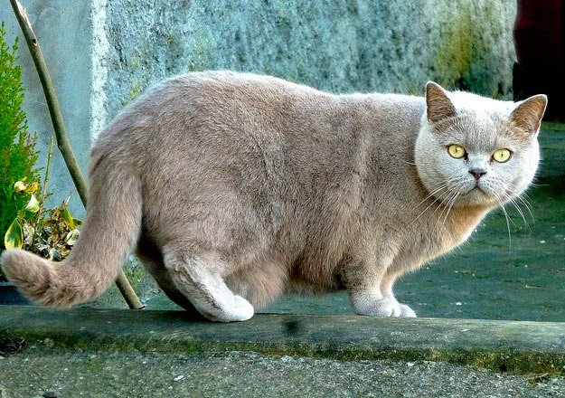 Gato Cartujo