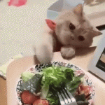 Gif de un gato divertido que quiere comer ensalada