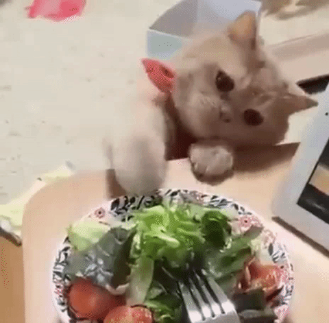 Gif de un gato divertido que quiere comer ensalada