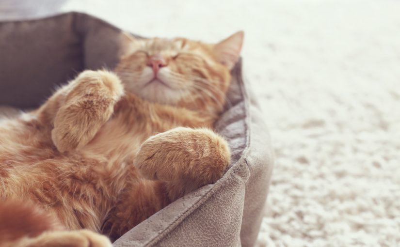 cuota de matrícula Objetor mezcla Qué significa cuando un gato se pone panza arriba? | Mundo Gato