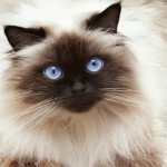 ¿Cuál es el color del gato himalayo?