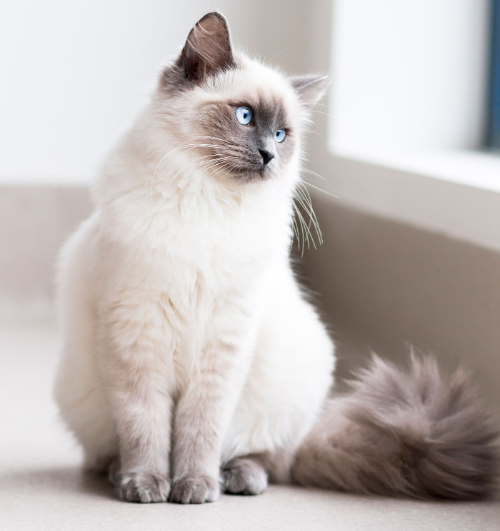 seguro Profeta martillo El gato himalayo blanco | Mundo Gato