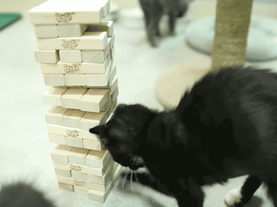 Este gato juega a jenga mejor que tu