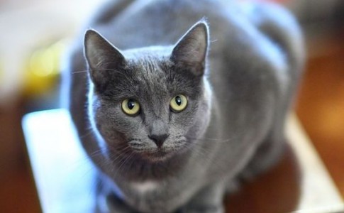 Gato Korat de color gris