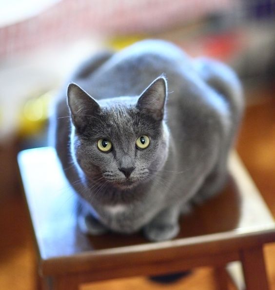 Gato Korat de color gris