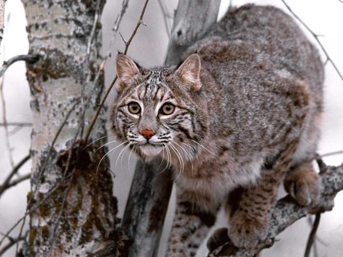 Características del gato montés