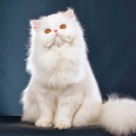 Gato Persa de ojos color ámbar