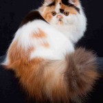 Cuidados del gato persa calicó