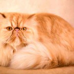 Características del gato Persa Cameo