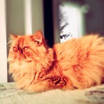 Esperanza de vida de los gatos persa cameo