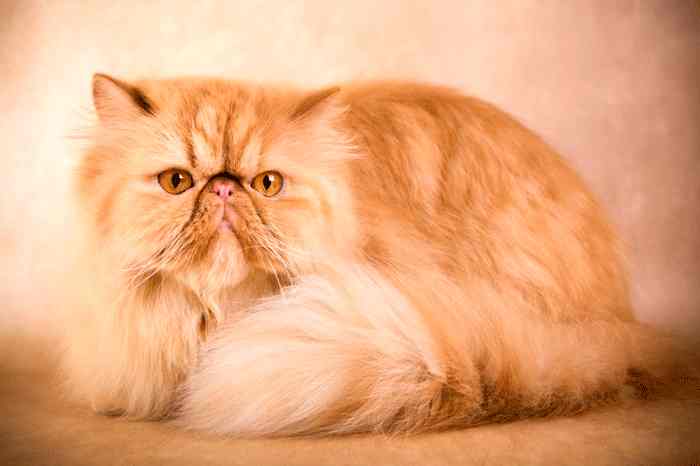 Características del gato Persa Cameo