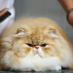 Cuidados del gato persa