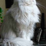 Carácter de los gatos persa Chinchilla Silver