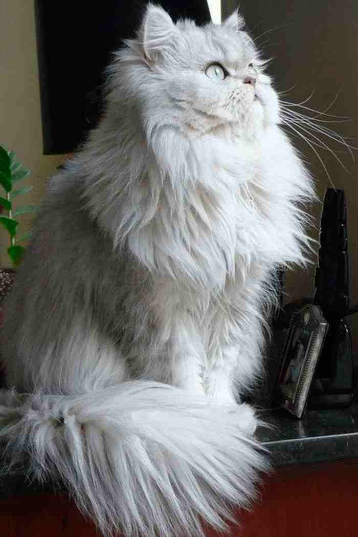 Carácter de los gatos persa Chinchilla Silver