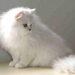 Características del gato persa Chinchilla Silver