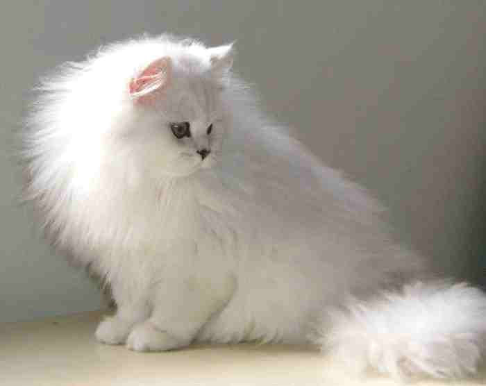 Características del gato persa Chinchilla Silver