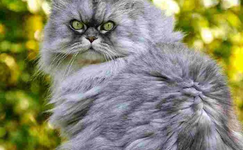 Colores del gato Persa Shaded Silver