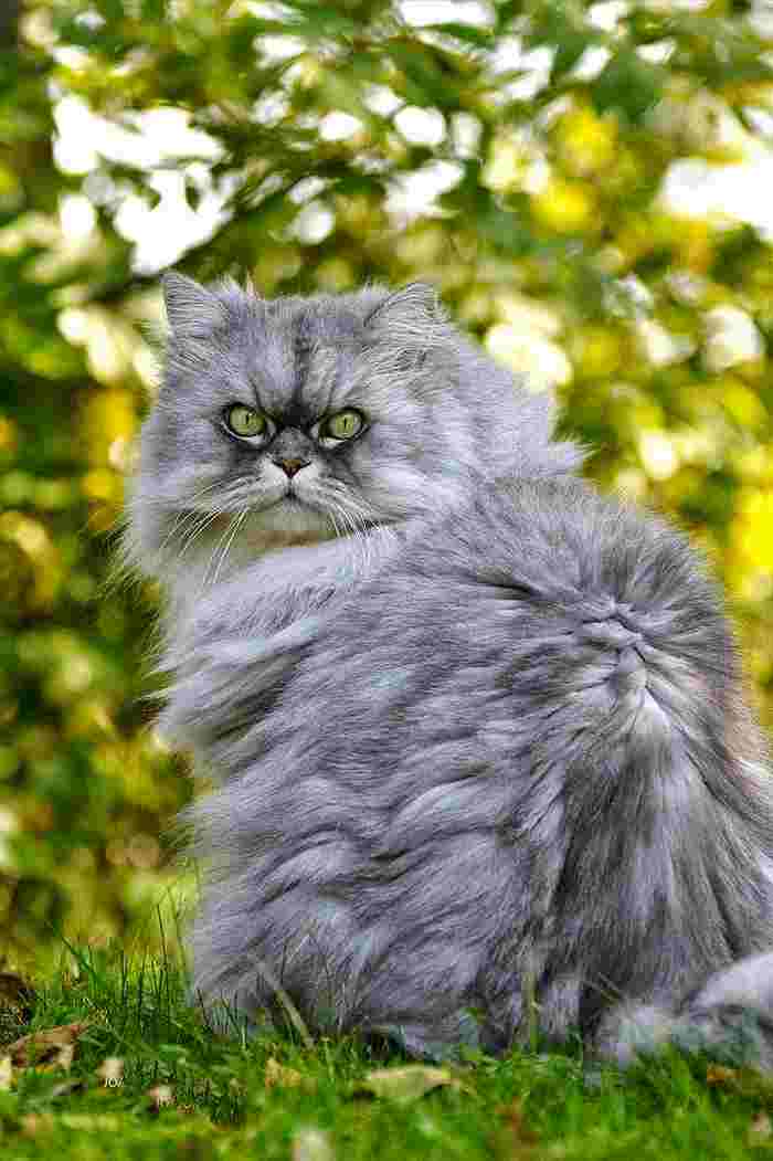Colores del gato Persa Shaded Silver