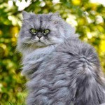 Características del gato Persa Smoke