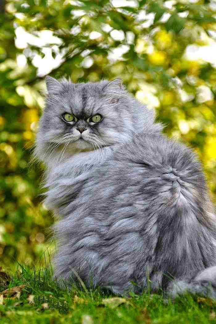 Características del gato Persa Smoke