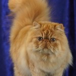 ¿Cuáles son las principales características del gato Persa Tabby?
