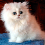 Gatito de Persa Tabby de dos meses en color blanco