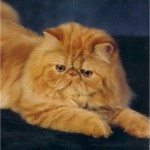 Los gatos Persa Tabby son predominantemente rojos y atigrados