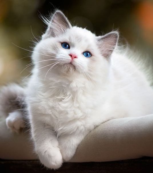 Gato muñeca de trapo de color blanco