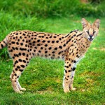 Características del gato Serval