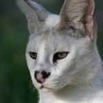 Gato Serval de color blanco