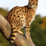 Carácter del gato Serval