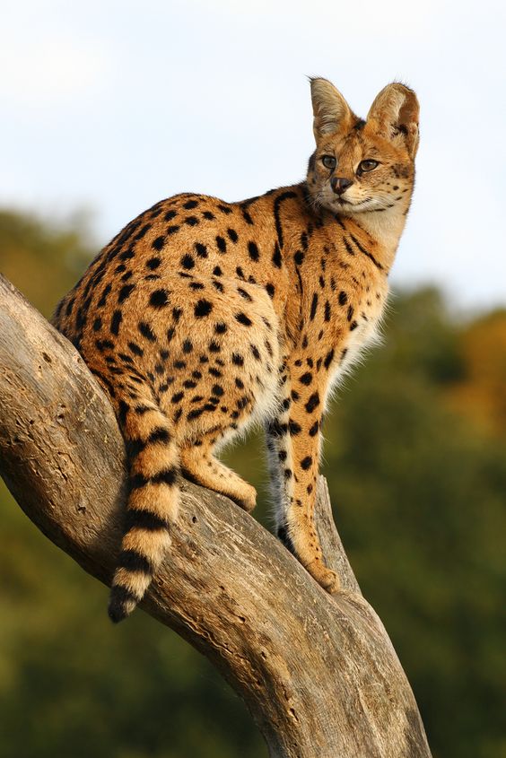 Carácter del gato Serval