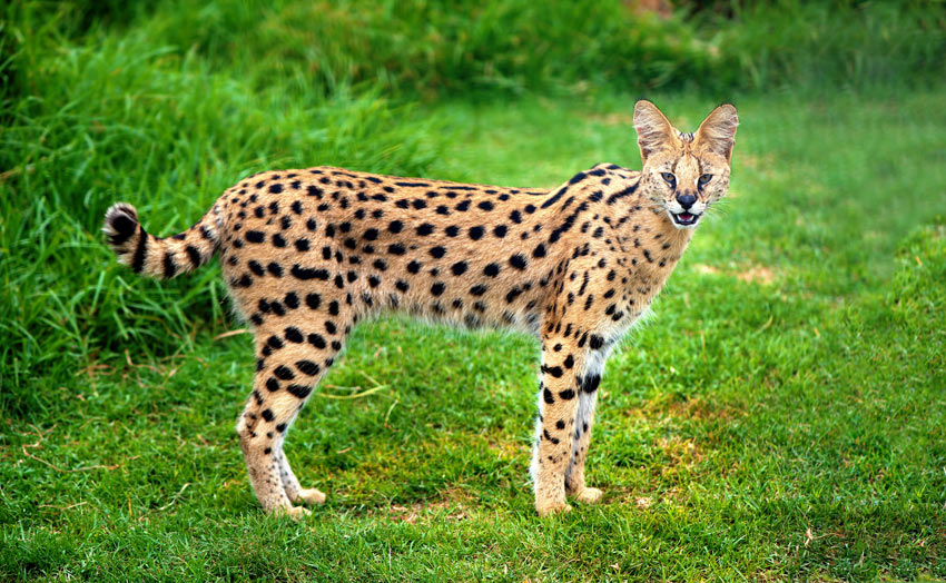 Características del gato Serval