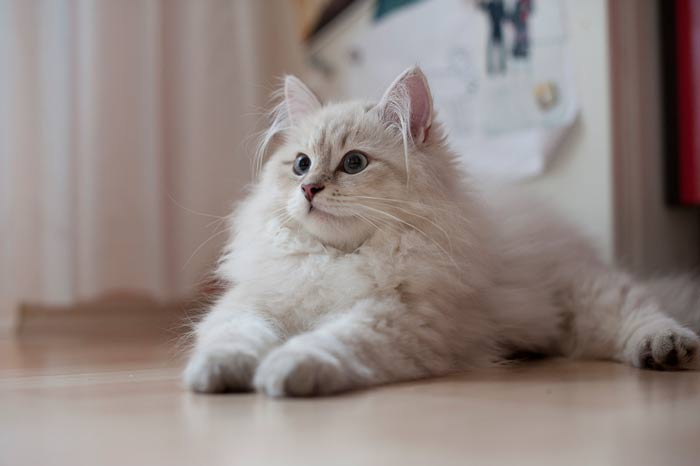 Gatos siberianos de color blanco