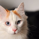 Características de la raza de gato van turco