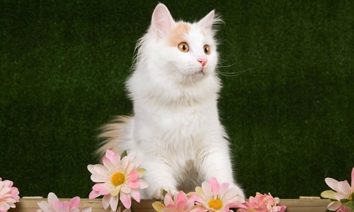 ¿Cuál es el temperamento del gato van turco?
