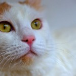 Gato van turco blanco
